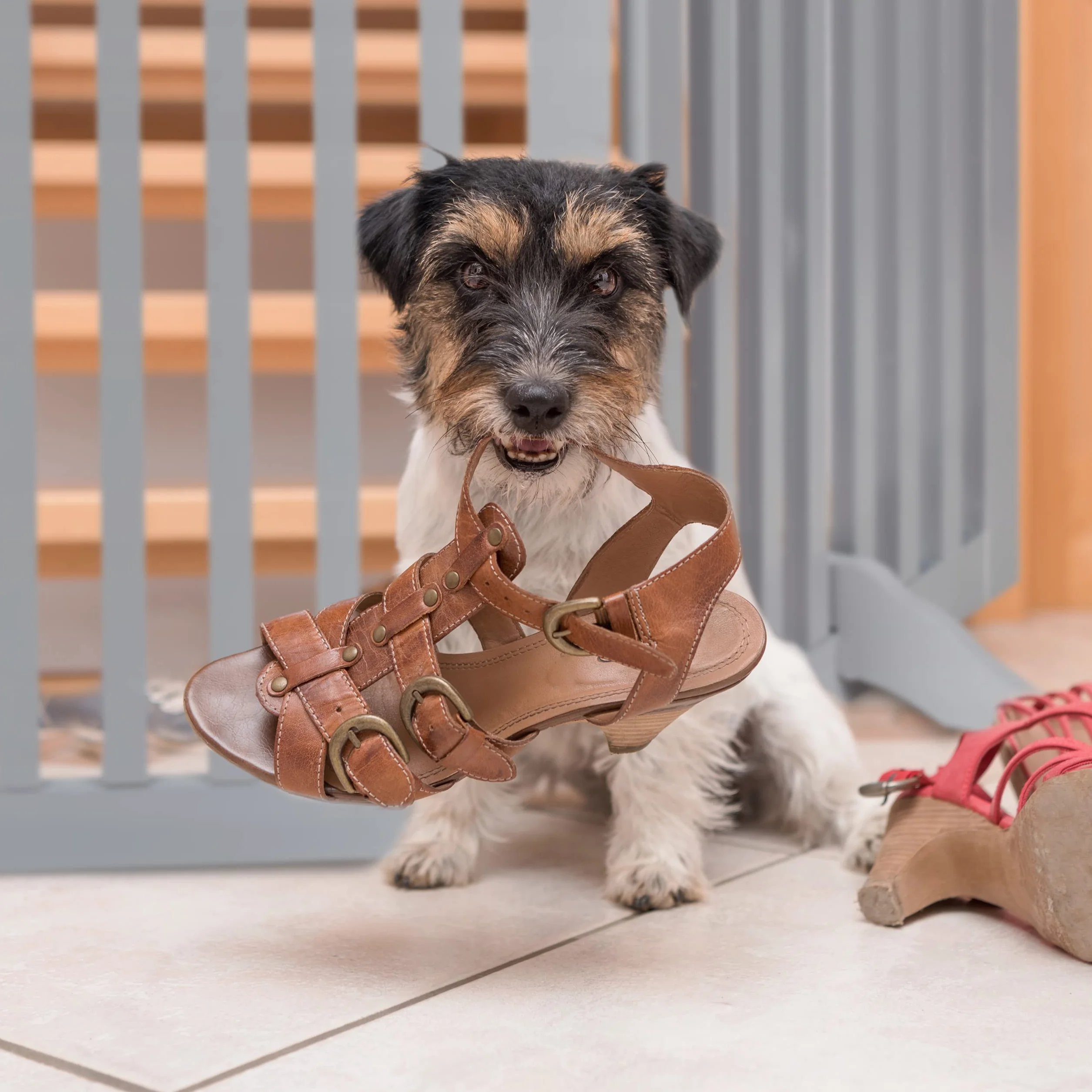Relaxdays Cancelletto per Animali, Barriera per Cani e Gatti, Recinzione per Scale, Cancellino HxL 70 x 154 cm, Grigio